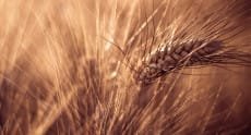 agro